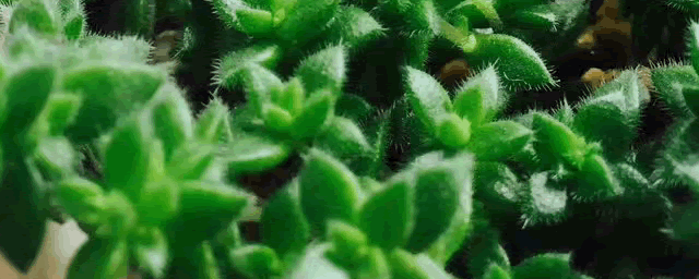 沙地适合种植什么