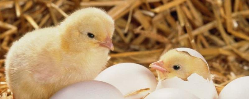 孵小鸡温度控制在多少度之间温度过高了会怎样