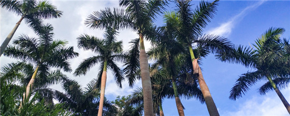 槟榔施什么肥结果多