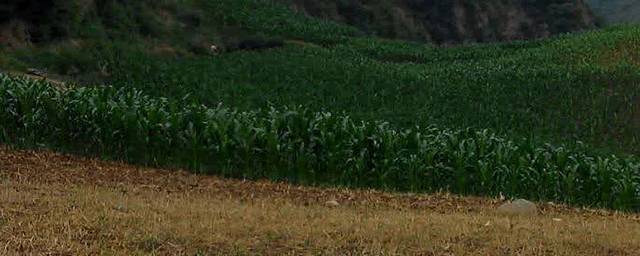 玉米什么时候追肥最好