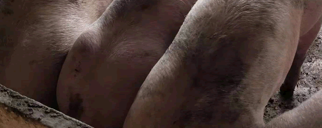 散养黑猪的前景及利润