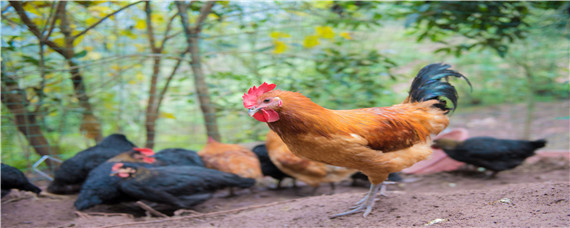 鸡的生物学分类