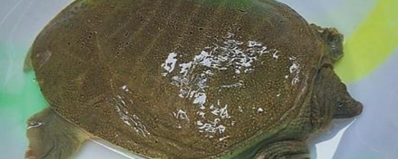 甲鱼怎样养能多活几天甲鱼怎样宰杀