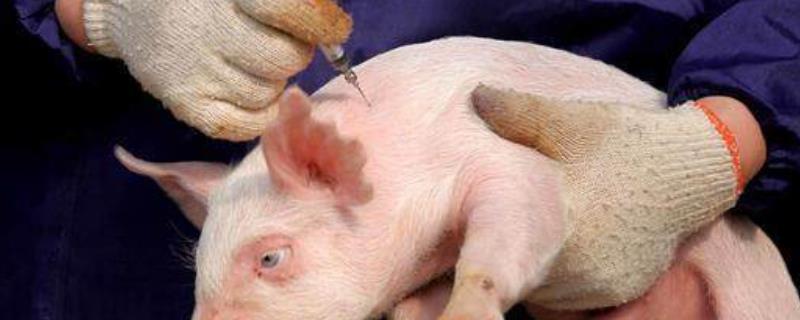 仔猪必打疫苗新生仔猪伪狂犬怎么治疗