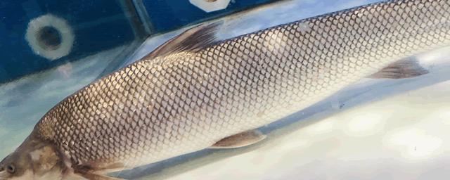 养6000鸭嘴鱼投资多少