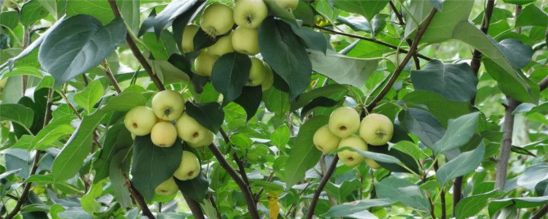 果树什么时候浇水