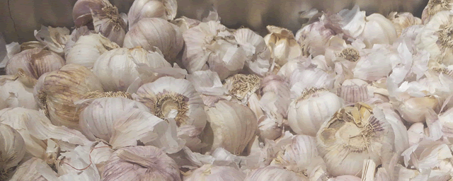 大蒜亩产量多少斤