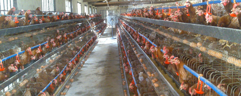 蛋鸡几个月开始下蛋