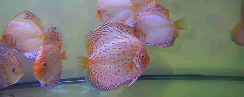 七彩神仙能长多大