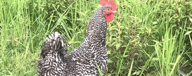 纯白芦丁鸡怎么分公母怎么让公鸡不打鸣