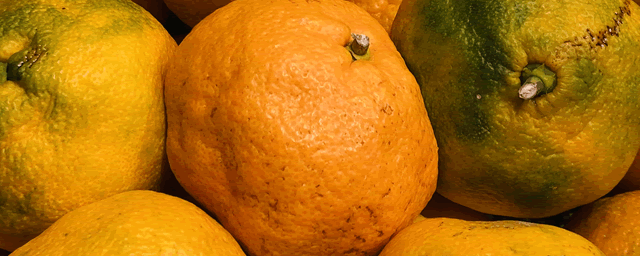 莲雾水果多少钱一斤