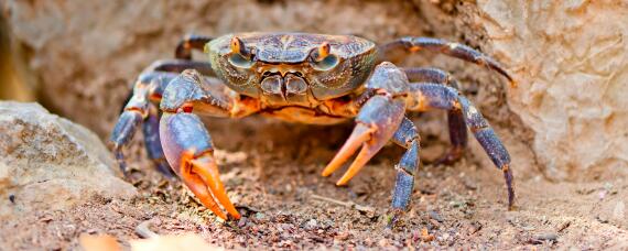 菜鲟和青蟹的区别