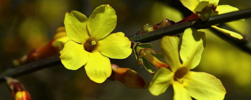 迎春花的叶子能不能扦插？