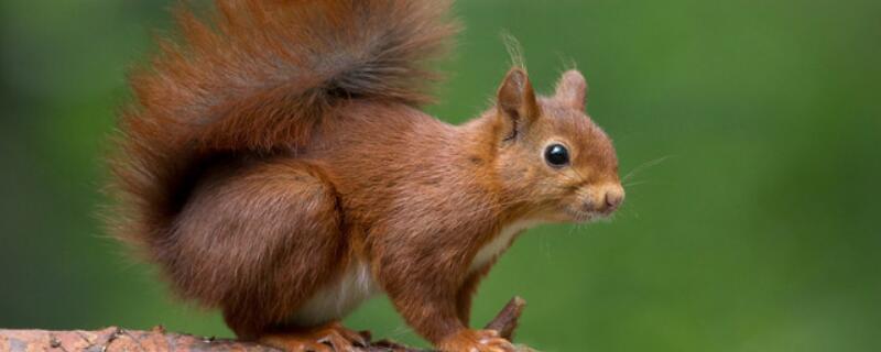 松鼠怎么过冬天