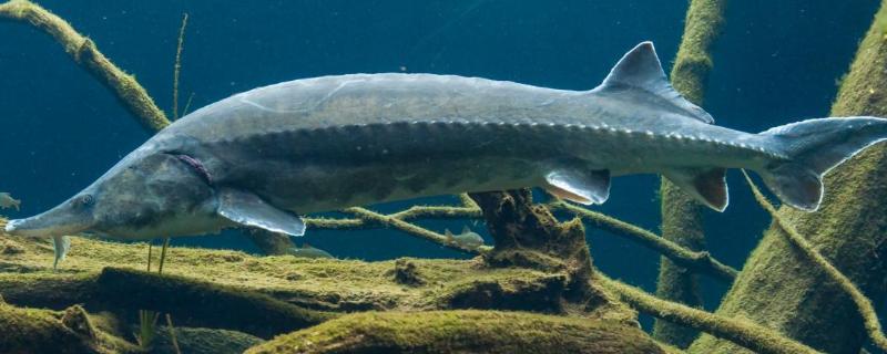 100多斤的鲟鱼要长多久鲟鱼吃什么食物