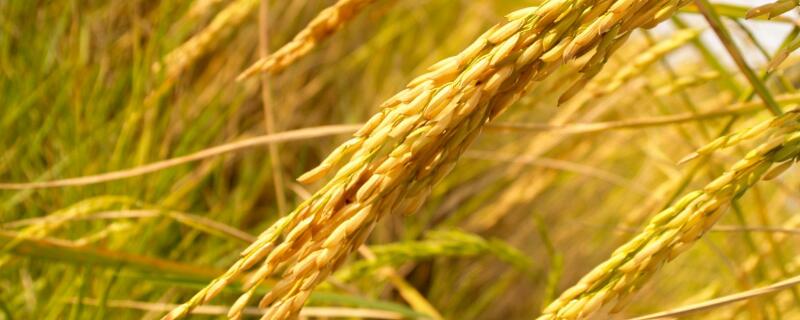 稻谷是种子还是果实