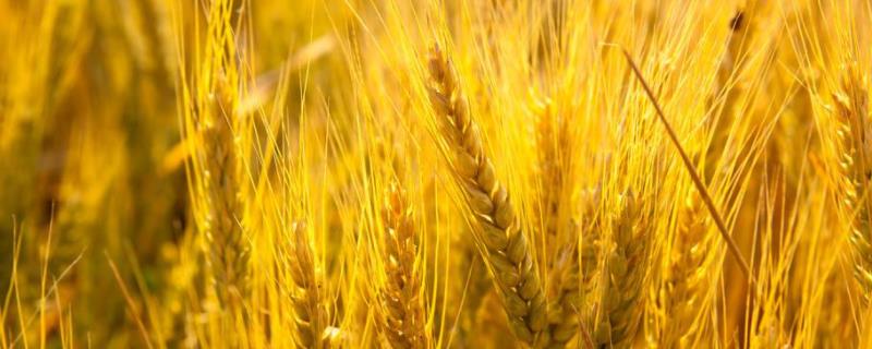 艾麦24小麦品种特征特性