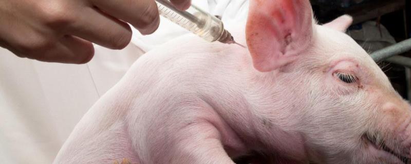 氟苯尼考的用法与用量可以和什么药混合使用