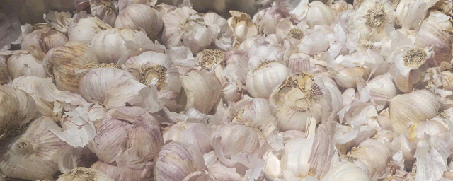 春季大蒜管理技术