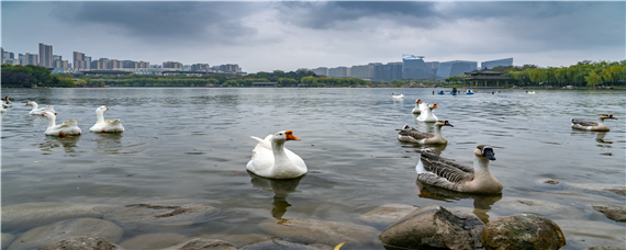 鸭鹅为什么不能一起养