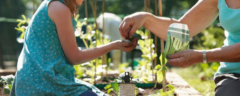 花盆种菜怎么施肥