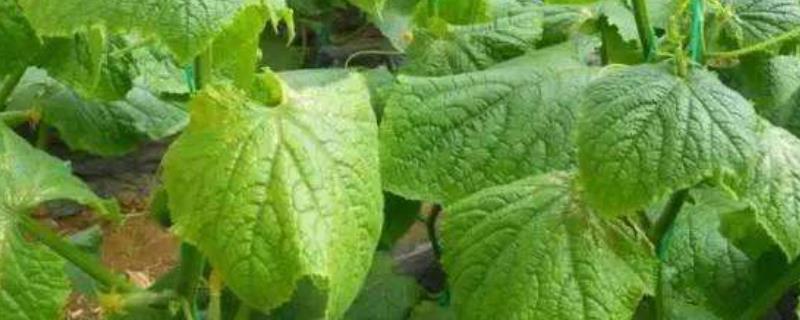 药害还能恢复生长吗一般几天可以恢复幼苗发生药害怎么办