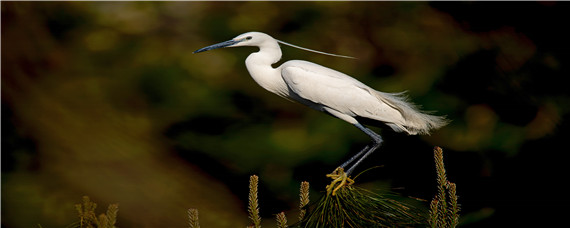 白鹭繁殖情况一胎生几个