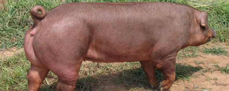 育肥猪的饲料一天长几斤