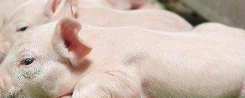仔猪重度腹泻速治妙招生下二天腹泻是什么原因