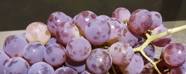 葡萄什么季节修剪