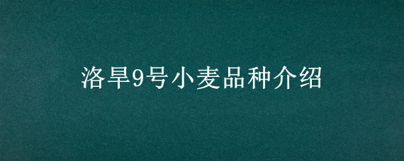 洛旱9号小麦品种介绍