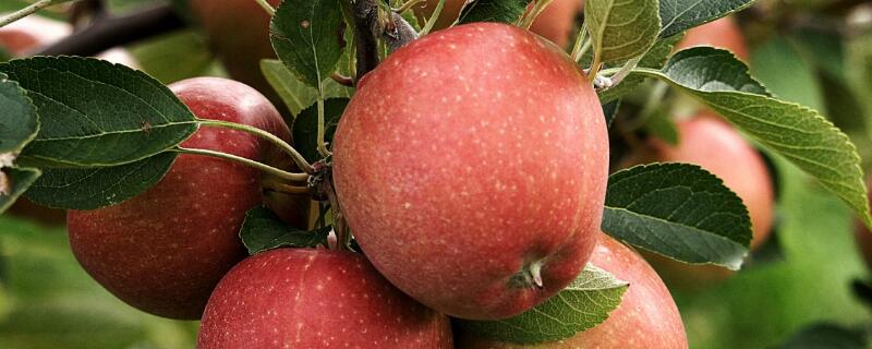 洛川苹果几月份成熟