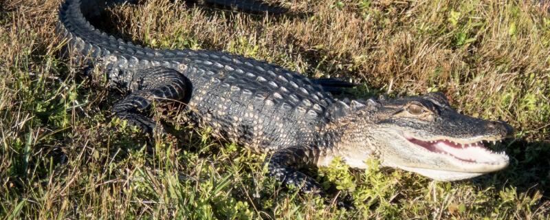鳄鱼怎么过冬
