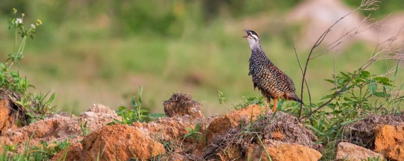 鹧鸪鸡养殖一千只大概要成本养殖需要办理什么手续