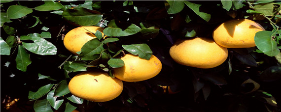 葡萄柚是什么和什么杂交的