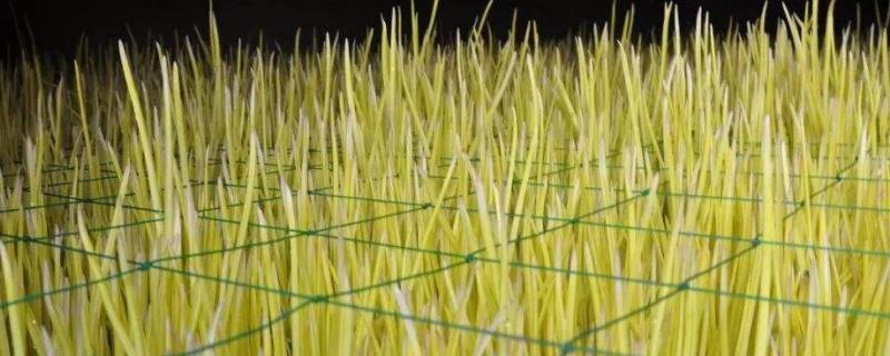 蒜黄种植新技术及大棚建造一亩大棚蒜黄年收入