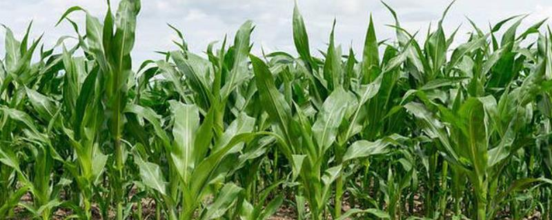 富民88玉米种特征特性附简介