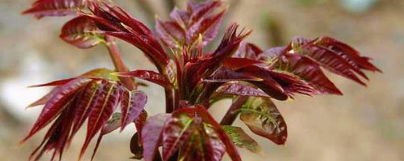 如何种香椿树苗如何育苗