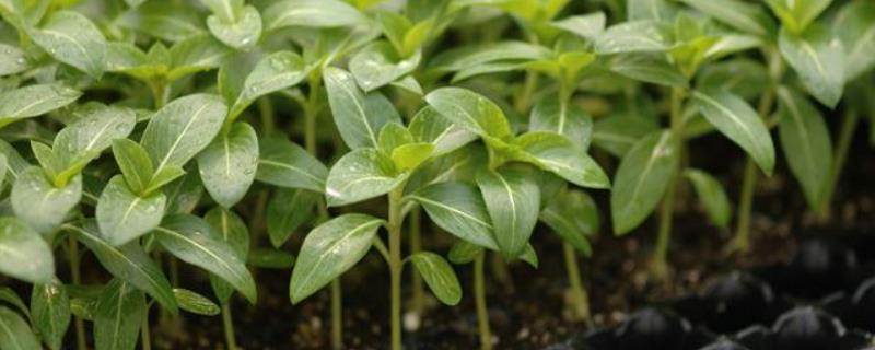 育苗用什么土育苗用什么肥料