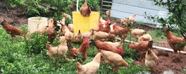 斗鸡喂什么体质最好