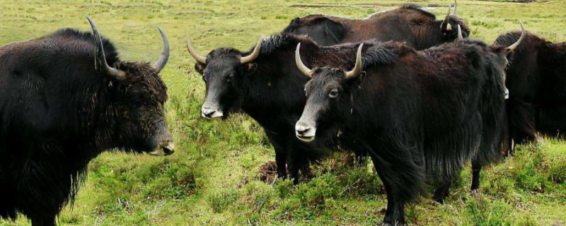 一头牦牛体重多少斤值多少人民币