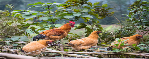 鸡的耳朵在哪里