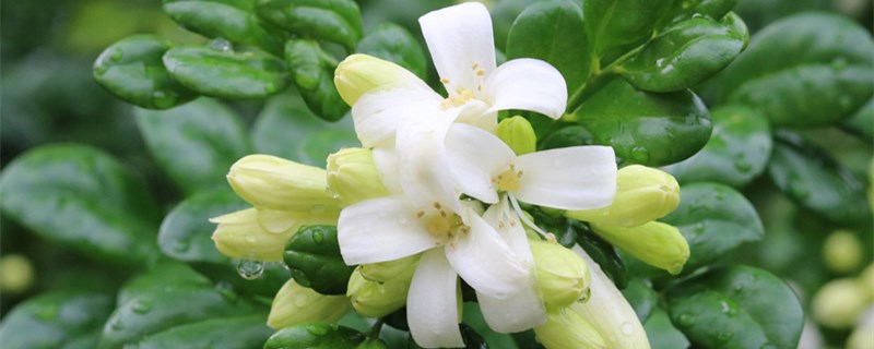 九里香能长多大