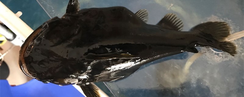 大嘴鲸是不是热带鱼