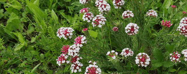 干金银花多少钱一斤