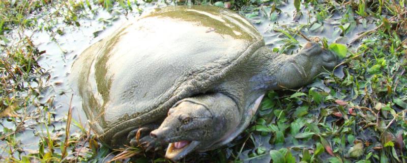 人工养殖的甲鱼吃什么如何喂养