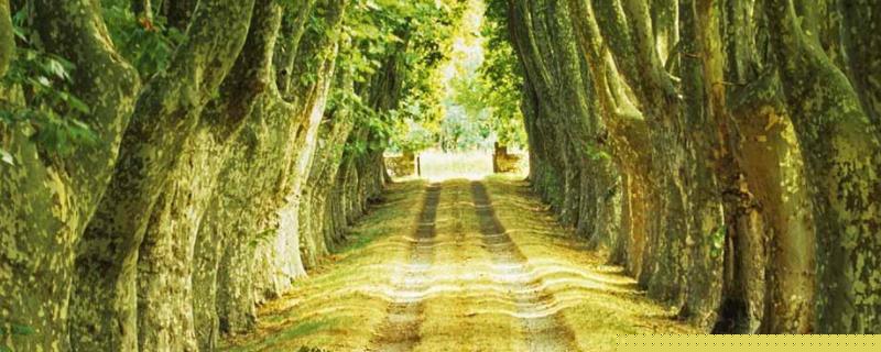 法桐病虫害什么时候种植好