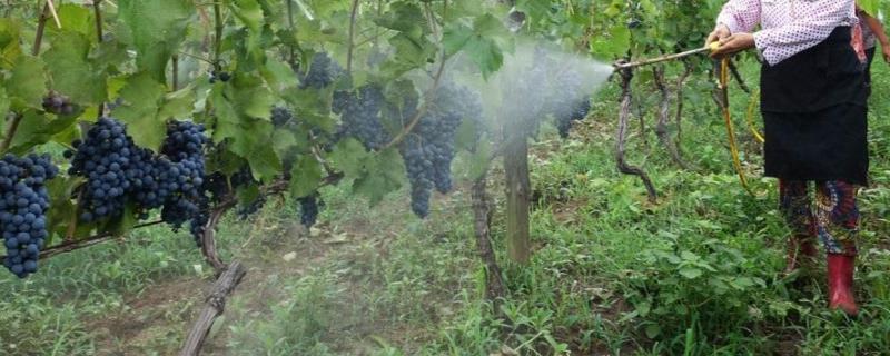 天达2116叶面肥的功效漯效王叶面肥最佳喷施时间