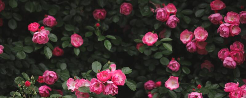 月季牙签苗的养护方法