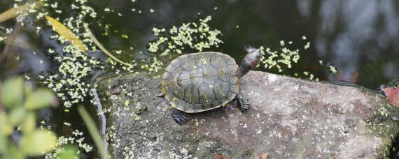 在家甲鱼怎样喂养